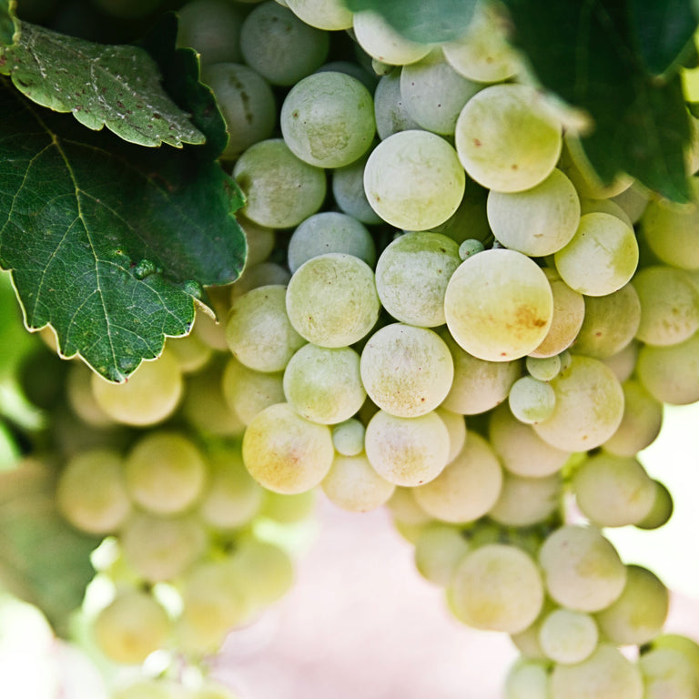 Vitis Vinifera Seed Oil