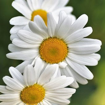 Anthemis Nobilis Flower Water
