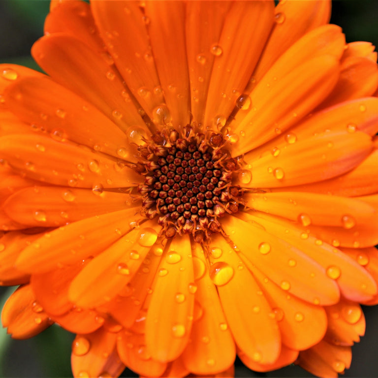 Calendula Officinalis Flower Extract