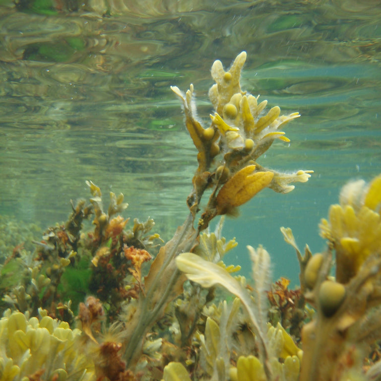 Fucus Vesiculosus Extract
