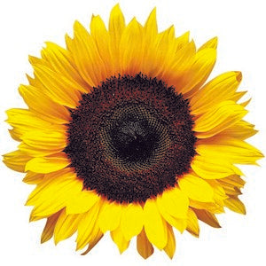Helianthus Annuus Seed Oil