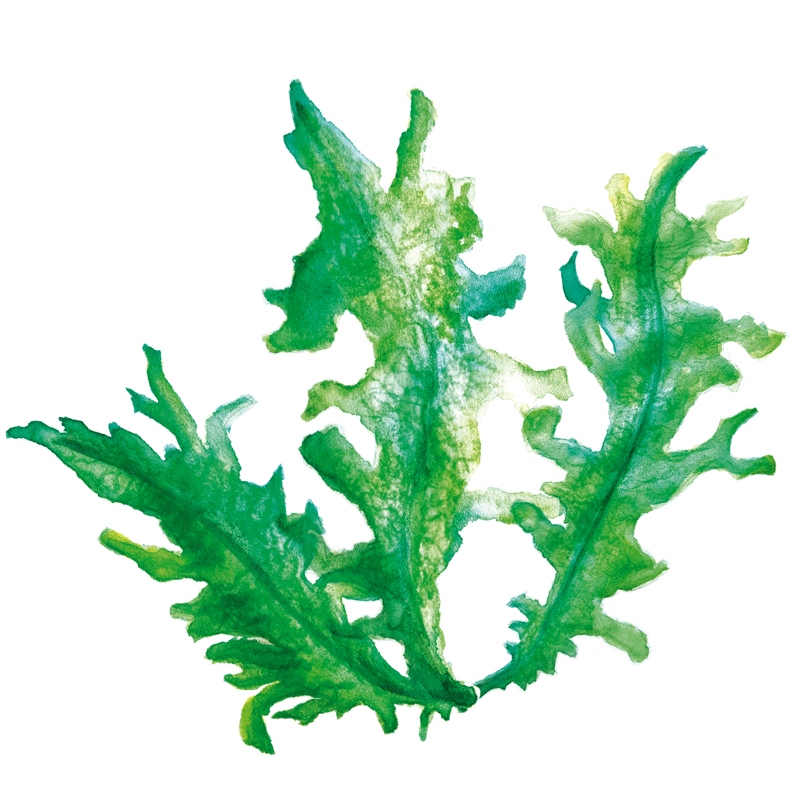 The super ingredient: Wakame Seaweed