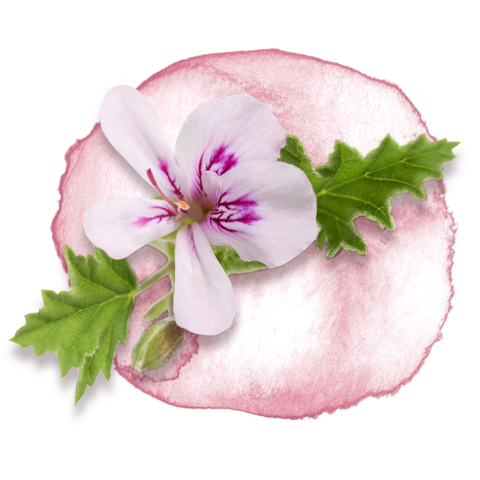 El alma de Cleo:<br>Aceite de geranio rosa