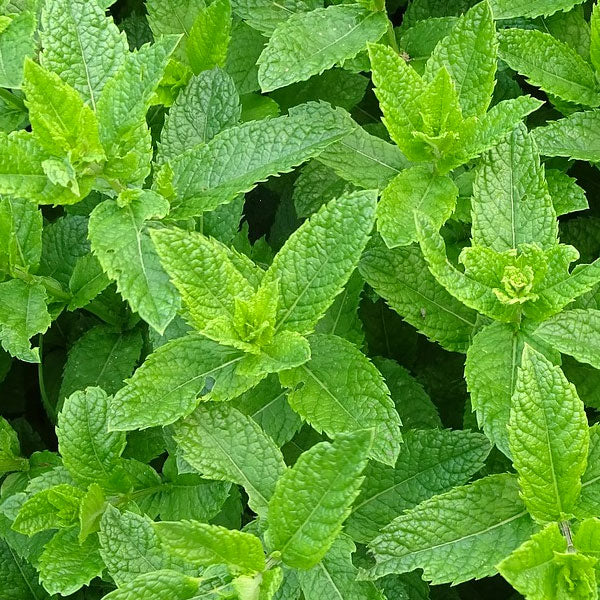 Linalool
