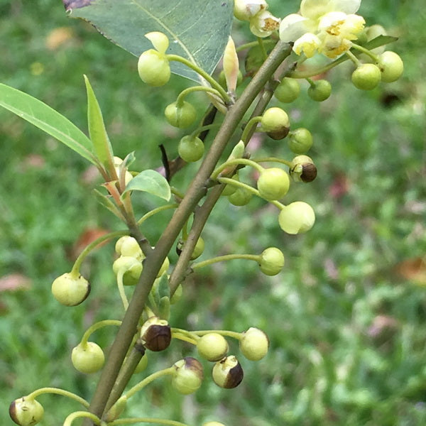 Litsea Cubeba