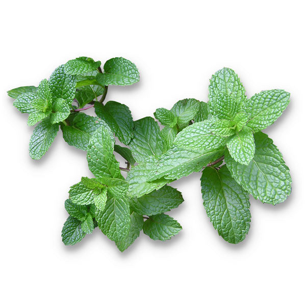 Menta