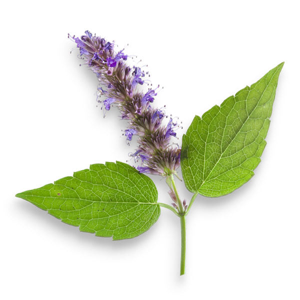Pachuli