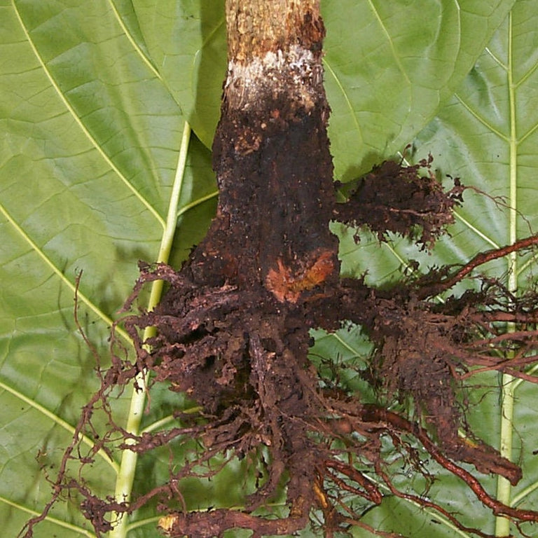 Sclerotium Gum