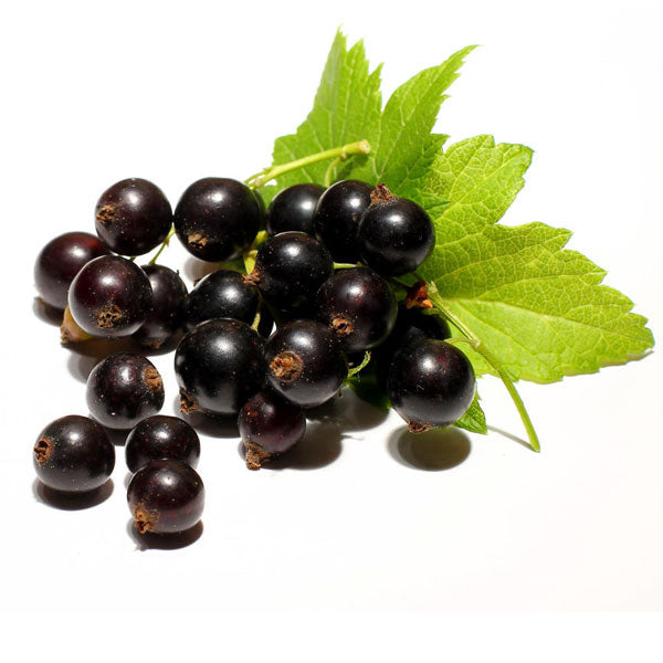 Grosella Negra