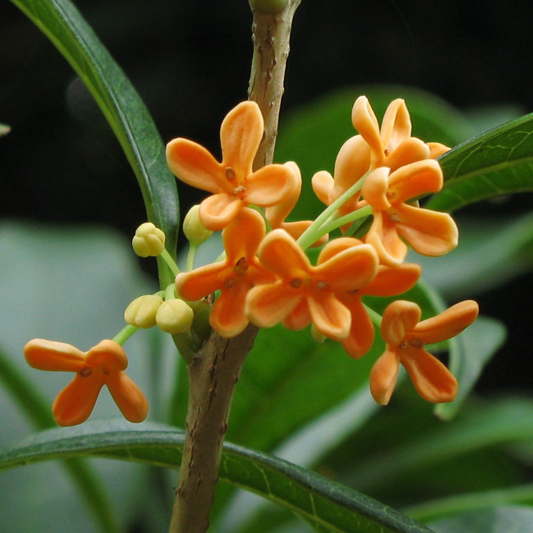 Osmanthus